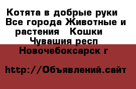 Котята в добрые руки - Все города Животные и растения » Кошки   . Чувашия респ.,Новочебоксарск г.